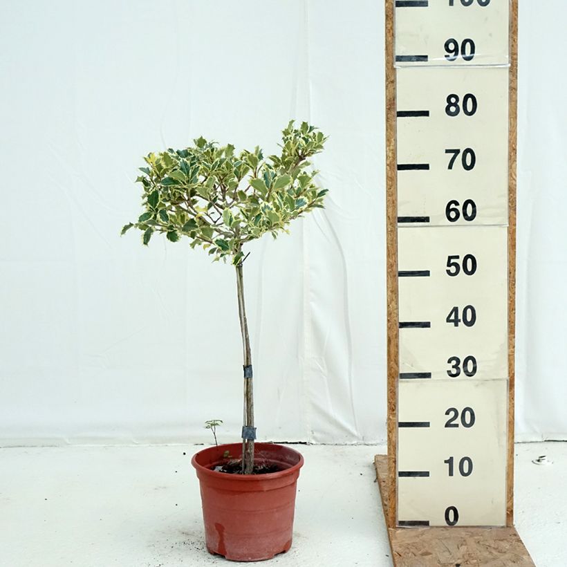 Exemplar von Weißbunte Stechpalme Silver Queen - Ilex aquifolium Topf mit 4L/5L, Stamm wie im Herbst geliefert