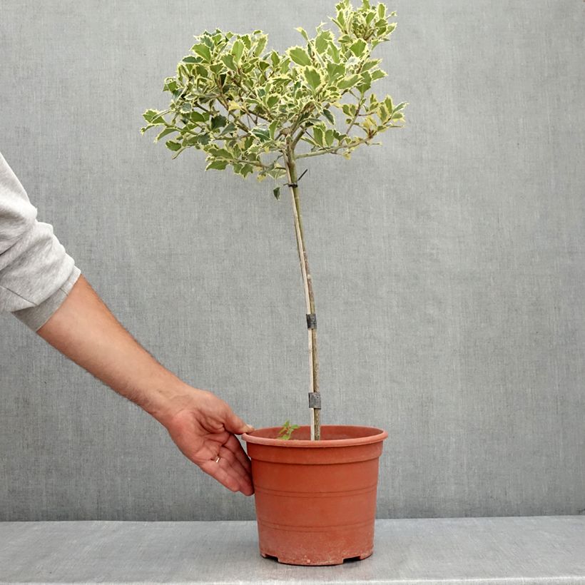 Example of Weißbunte Stechpalme Silver Queen - Ilex aquifolium Topf mit 4L/5L as you get in ete