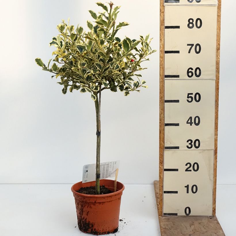 Exemplar von Weißbunte Stechpalme Silver Queen - Ilex aquifolium Topf mit 4L/5L, Stamm wie im Frühjahr geliefert