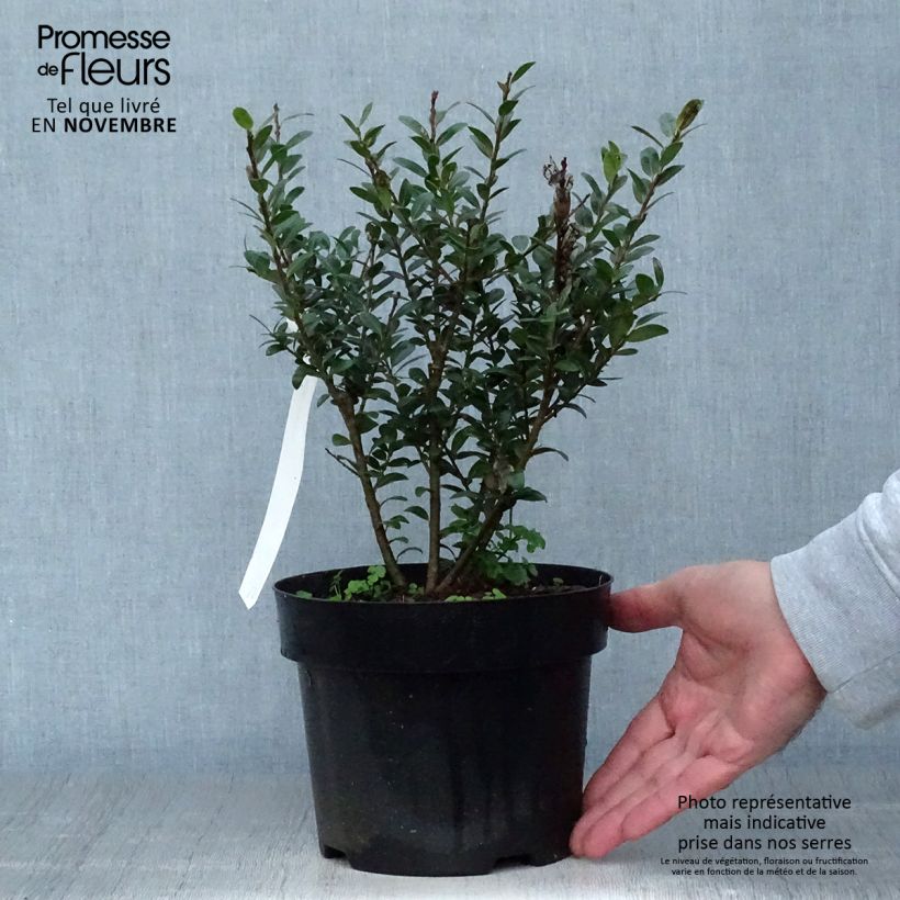 Example of Japanische Stechpalme Caroline Upright - Ilex crenata Topf mit 2L/3L as you get in automne