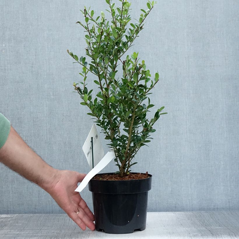 Exemplar von Japanische Stechpalme Caroline Upright - Ilex crenata Topf mit 2L/3L wie im Sommer geliefert