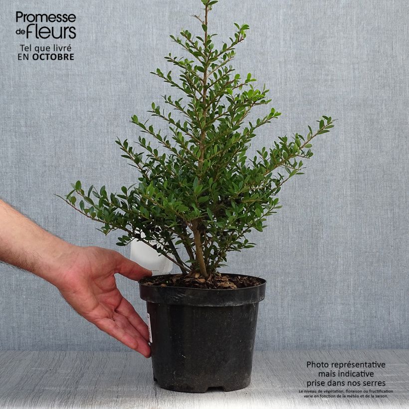Example of Japanische Stechpalme Stokes - Ilex crenata Topf mit 2L/3L as you get in automne