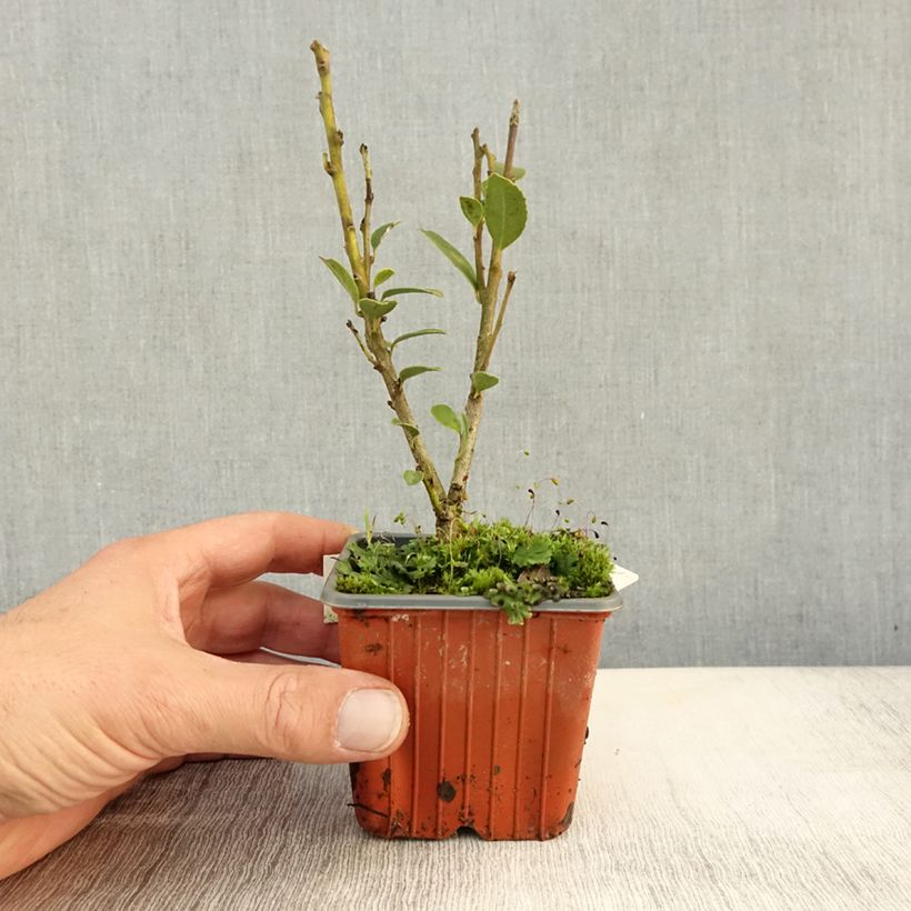 Example of Ilex maximowicziana Kanehirae - Stechpalme Kleine Töpfe von 8/9 cm as you get in automne