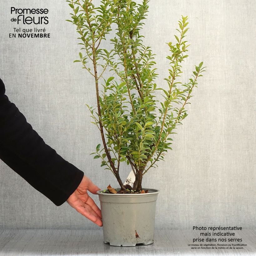 Example of Ilex maximowicziana Kanehirae - Stechpalme Topf mit 3L/4L as you get in automne