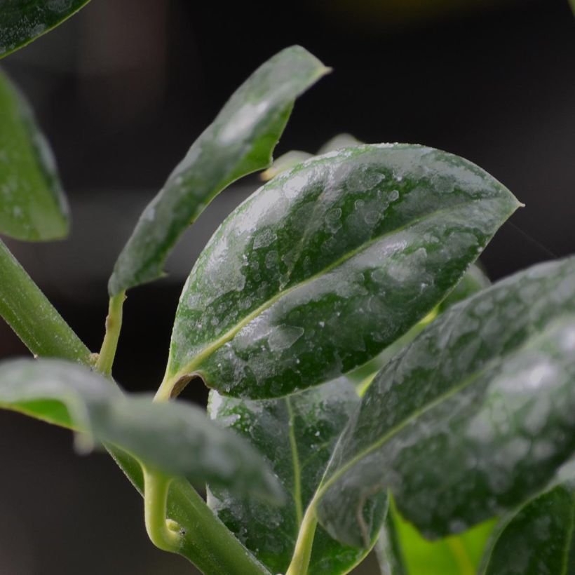 Stechpalme Nellie R. Stevens - Ilex (Foliage)