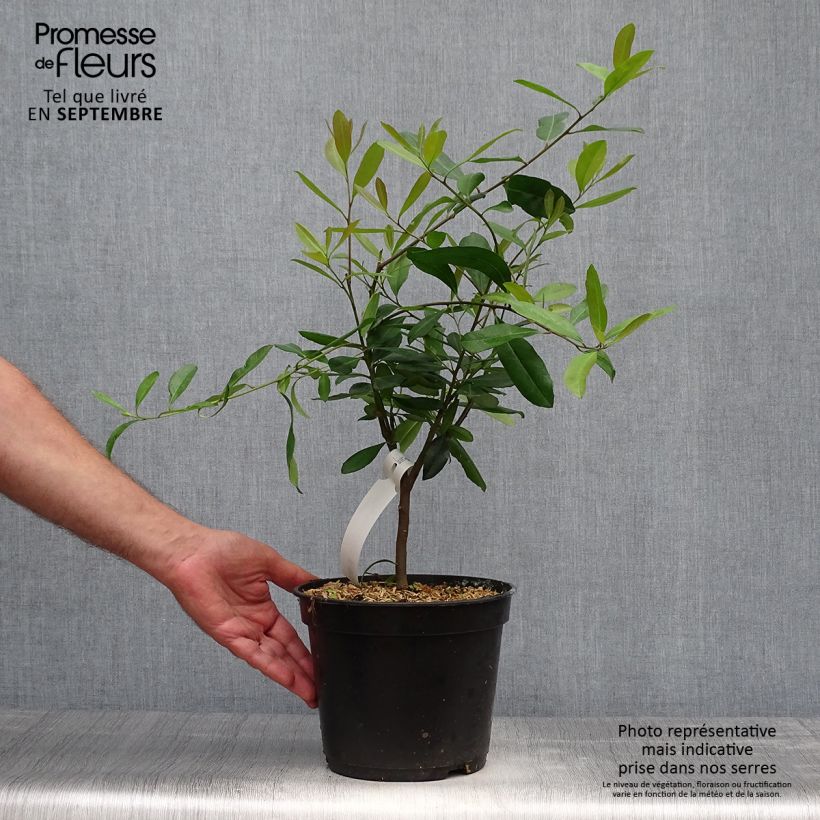 Example of Ilex paraguariensis - Mateteestrauch Topf mit 3L/4L as you get in automne