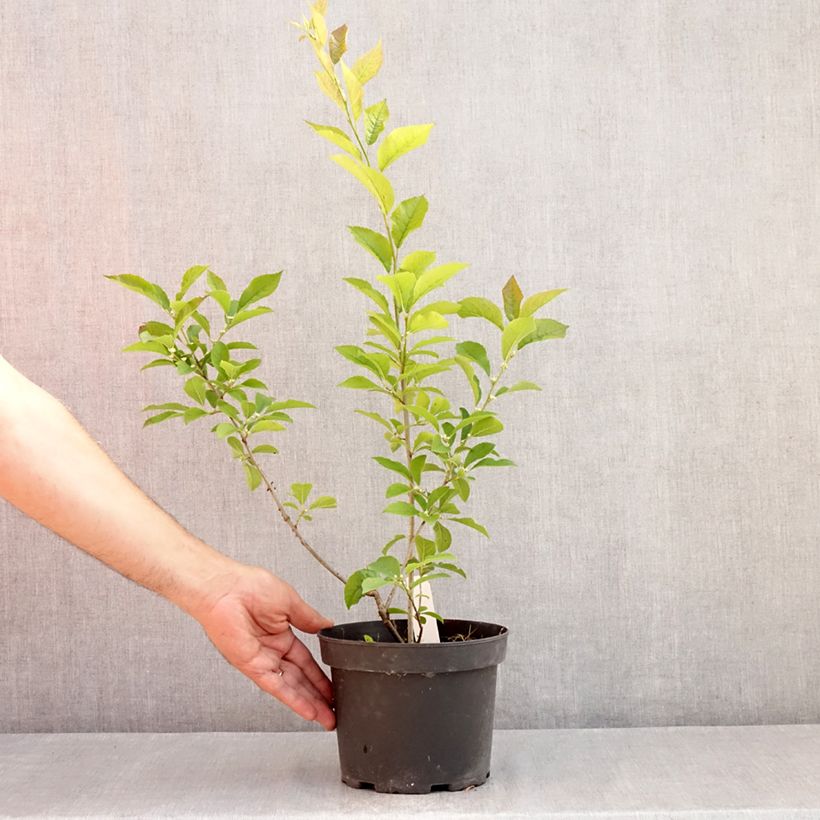 Example of Ilex verticillata - Korallenhülse Topf mit 3L/4L as you get in ete