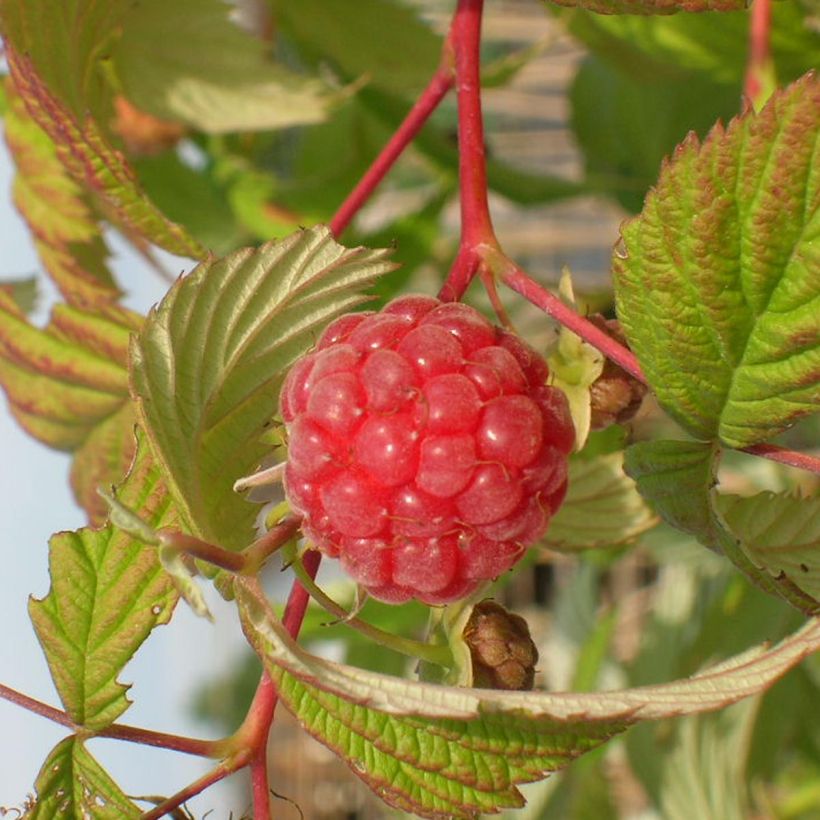 Himbeere Malling promise (Harvest)