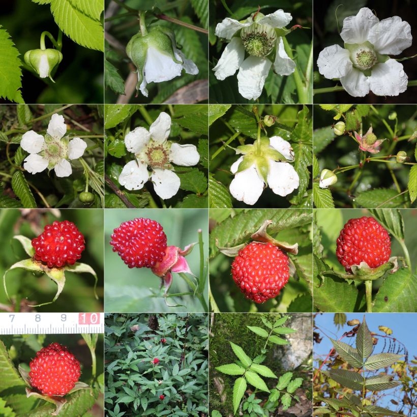 Example of Erdbeer-Himbeere - Rubus illecebrosus Kleine Töpfe von 8/9 cm as you get in automne