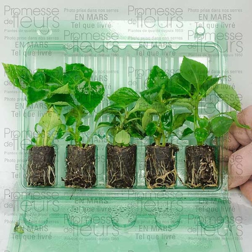 Example of Fleißige Lieschen Double Walleriana saumon - Impatiens Mini-Plug Ø 3/4 cm as you get