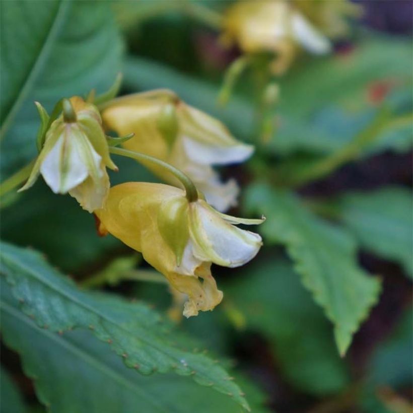 Impatiens omeiana Ice Storm - Springkraut (Flowering)