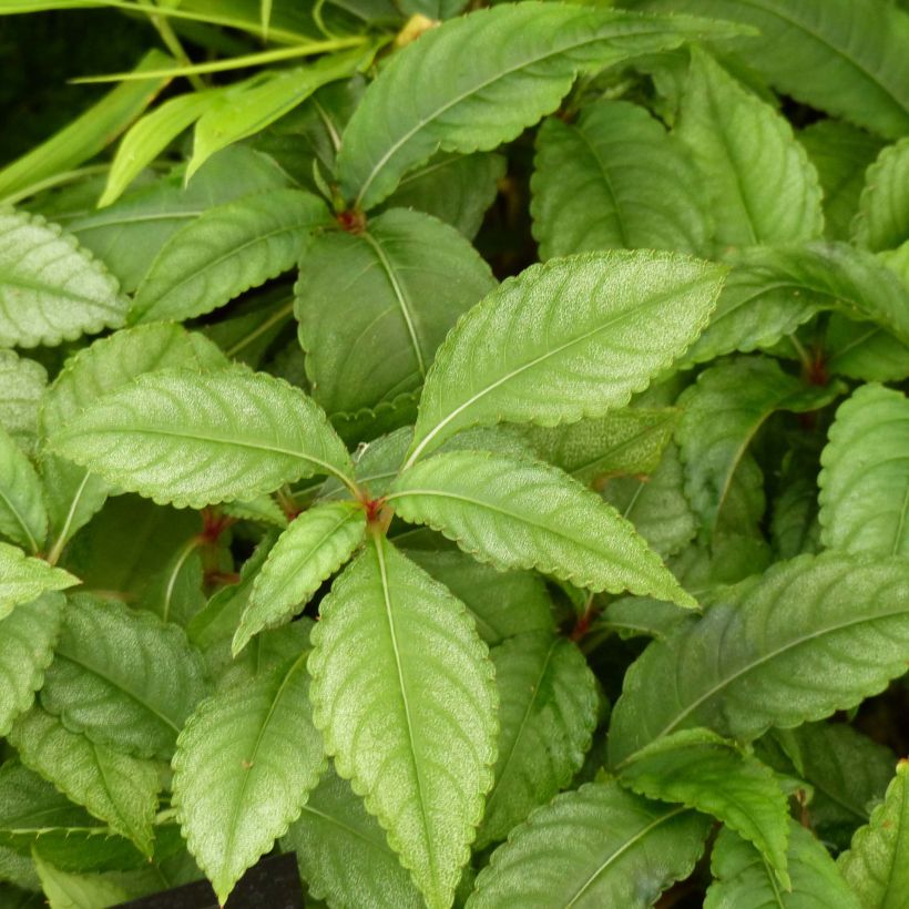 Impatiens omeiana Ice Storm - Springkraut (Foliage)