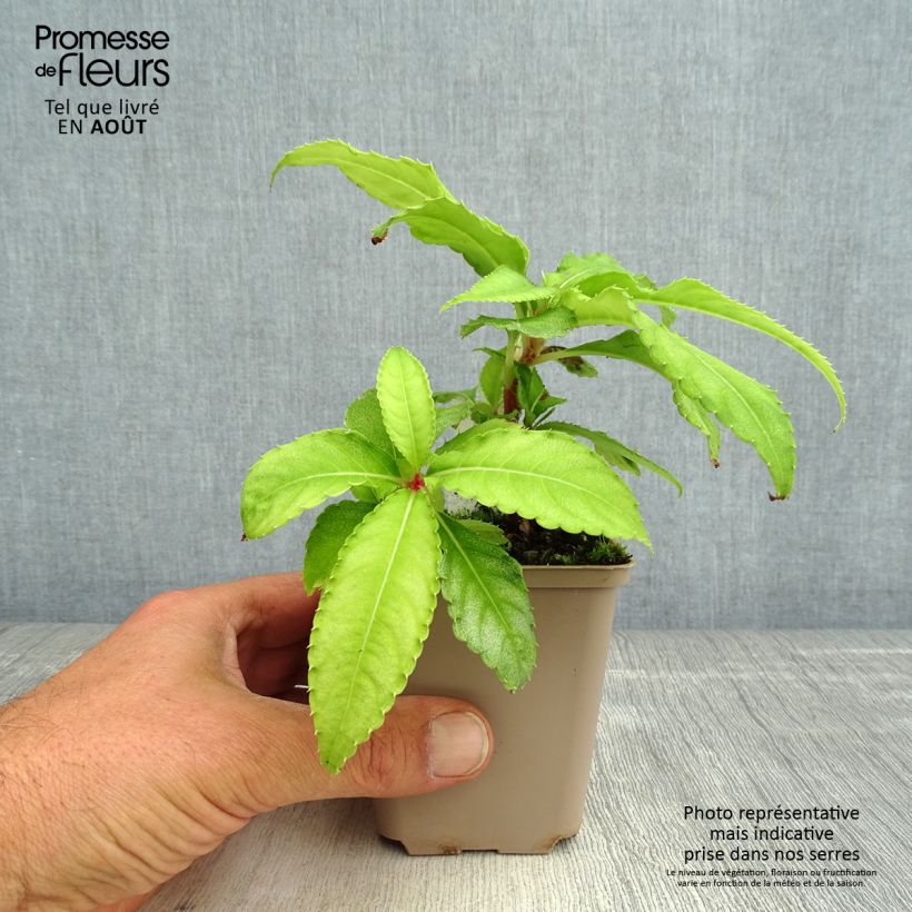 Exemplar von Impatiens omeiana Ice Storm - Springkraut Kleine Töpfe von 8/9 cm wie im Sommer geliefert