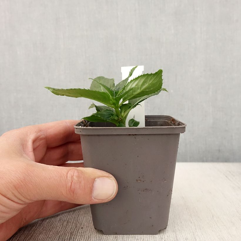 Example of Sonnenlieschen Sunpatiens Compact Blanc - Impatiens Kleine Töpfe von 8/9 cm as you get in printemps