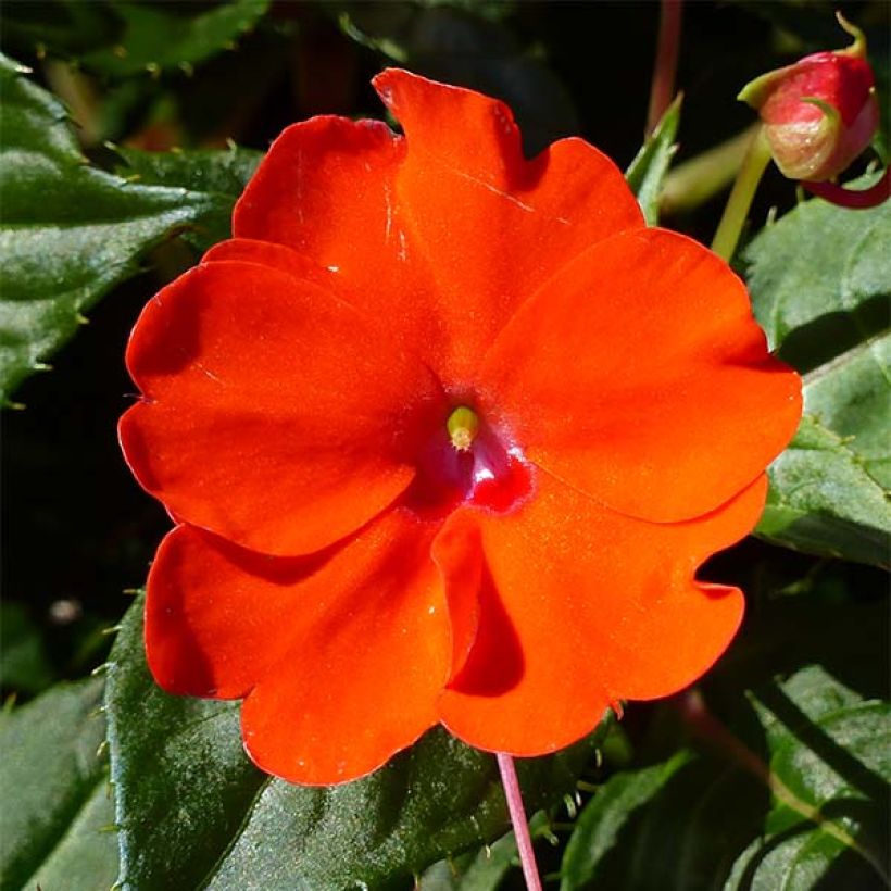 Sonnenlieschen Sunpatiens Compact Electric Orange - Impatiens (Flowering)
