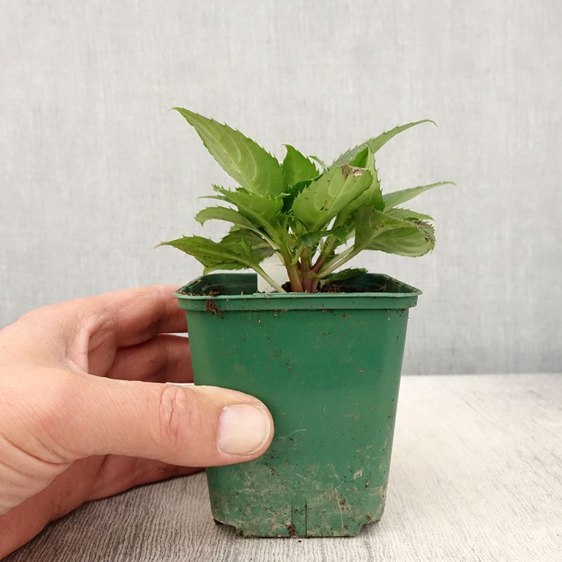 Example of Sonnenlieschen Sunpatiens Compact Electric Orange - Impatiens Kleine Töpfe von 8/9 cm as you get in printemps