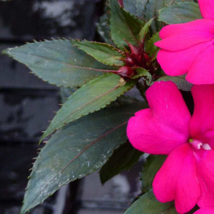 Sonnenlieschen SunPatiens Compact Purple - Impatiens (Foliage)