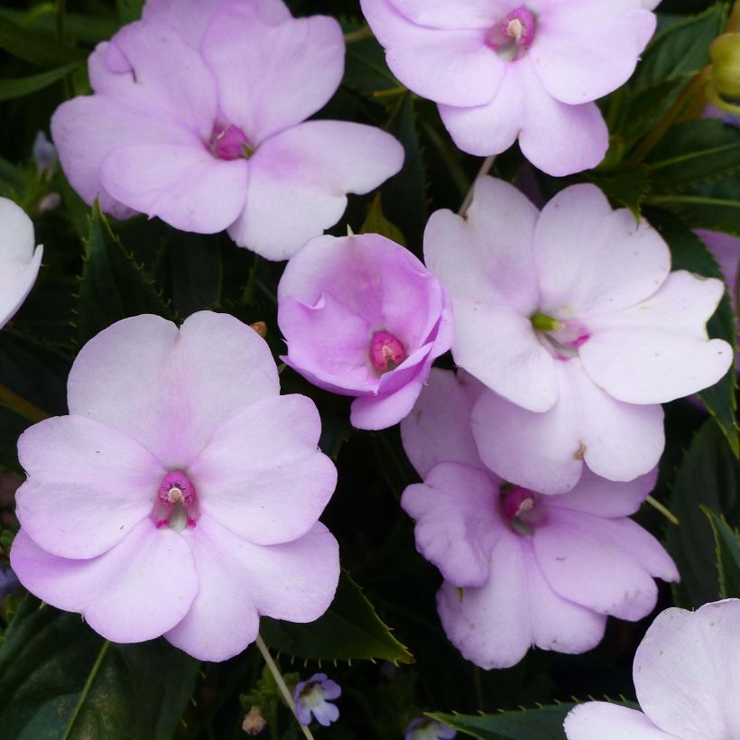 Sonnenlieschen Sunpatiens Compact Orchid Blush - Impatiens (Flowering)