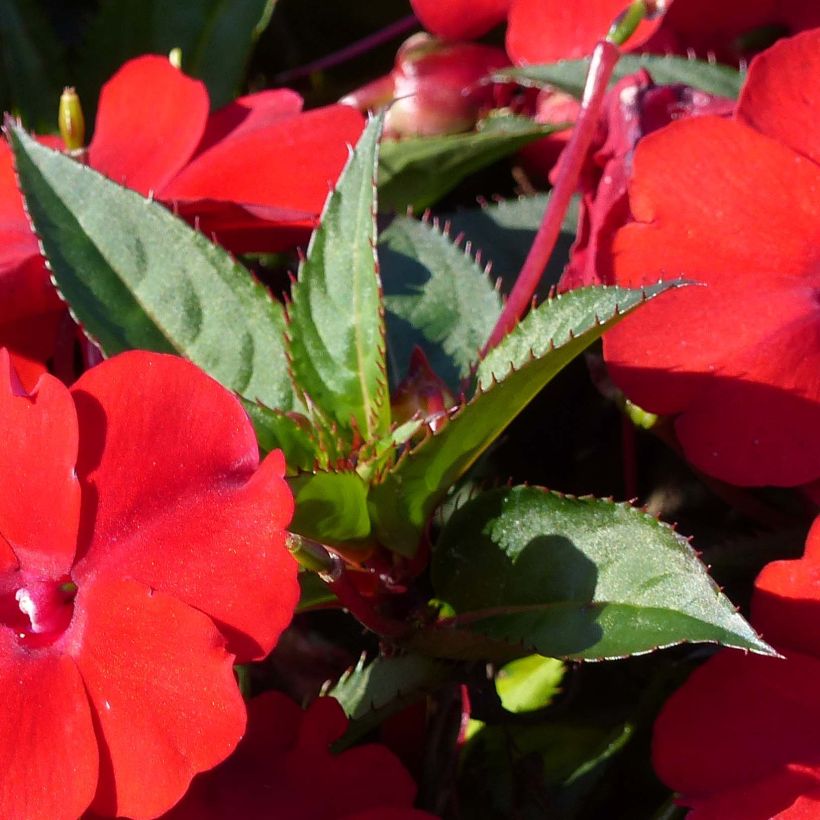 Sonnenlieschen Sunpatiens Compact Red - Impatiens (Foliage)