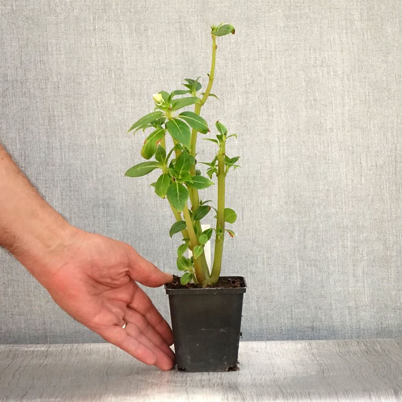 Example of Sonnenlieschen SunPatiens Vigorous Clear White - Impatiens Kleine Töpfe von 8/9 cm as you get in ete