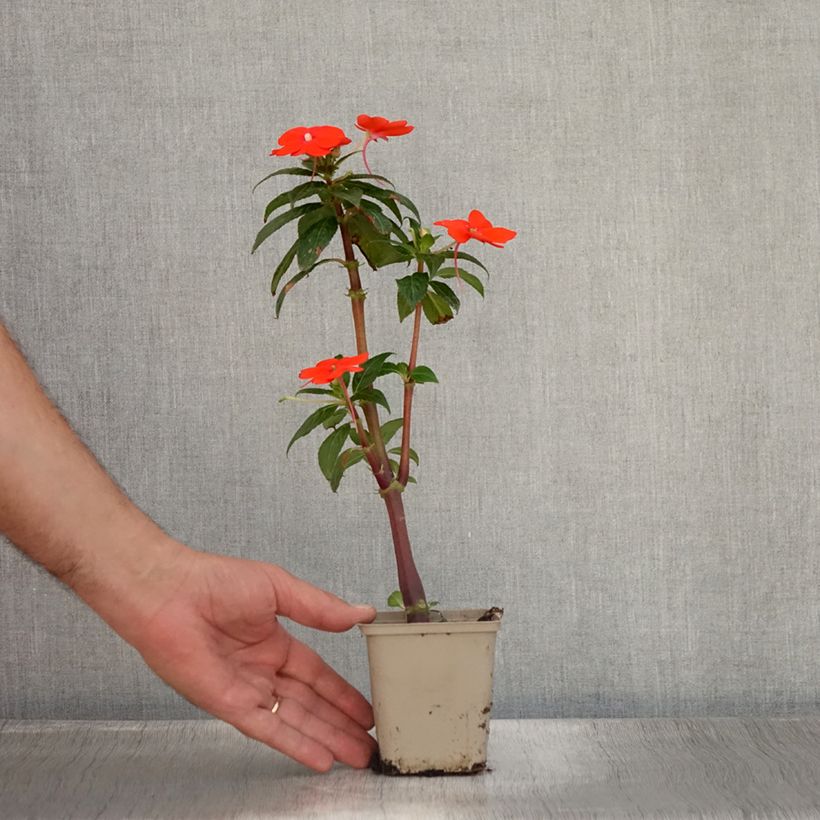 Example of Sonnenlieschen SunPatiens Vigorous Orange Improved - Impatiens Kleine Töpfe von 8/9 cm as you get in ete