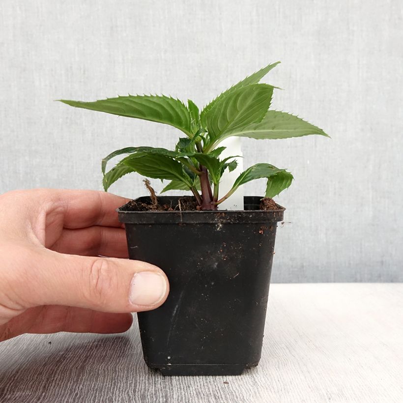 Example of Sonnenlieschen SunPatiens Vigorous Rose Pink - Impatiens Kleine Töpfe von 8/9 cm as you get in printemps
