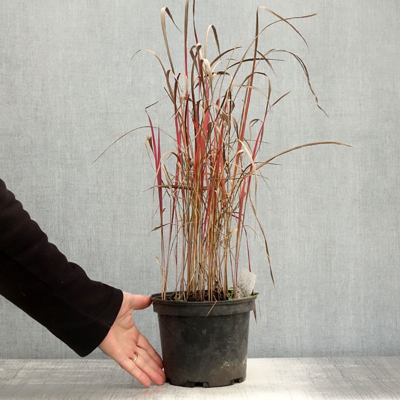 Example of Imperata cylindrica Red Baron - Alang-Alang-Gras Topf mit 2L/3L as you get in automne