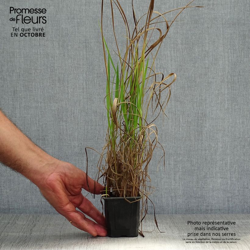 Example of Imperata cylindrica Red Baron - Alang-Alang-Gras Kleine Töpfe von 8/9 cm as you get in automne