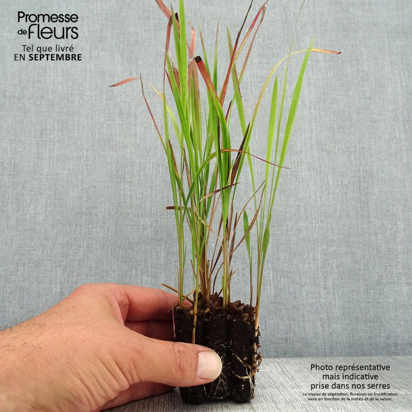 Example of Imperata cylindrica Red Baron - Alang-Alang-Gras Mini-Plug Ø 3/4 cm as you get in automne