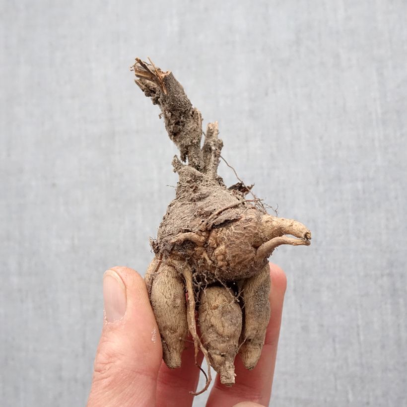 Exemplar von Incarvillea delavayi - Freilandgloxinie Zwiebel Kaliber/Größe I wie im Frühjahr geliefert