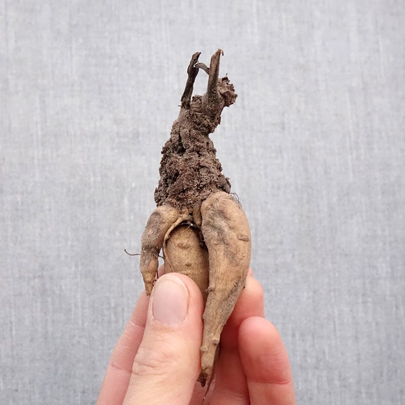 Exemplar von Incarvillea delavayi Snowtop - Freilandgloxinie Zwiebel Kaliber/Größe I wie im Frühjahr geliefert