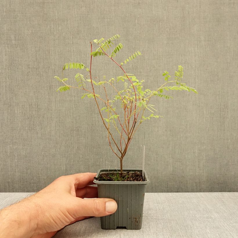 Exemplar von Indigofera heterantha - Himalaya -Indigostrauch Kleine Töpfe von 8/9 cm wie im Herbst geliefert