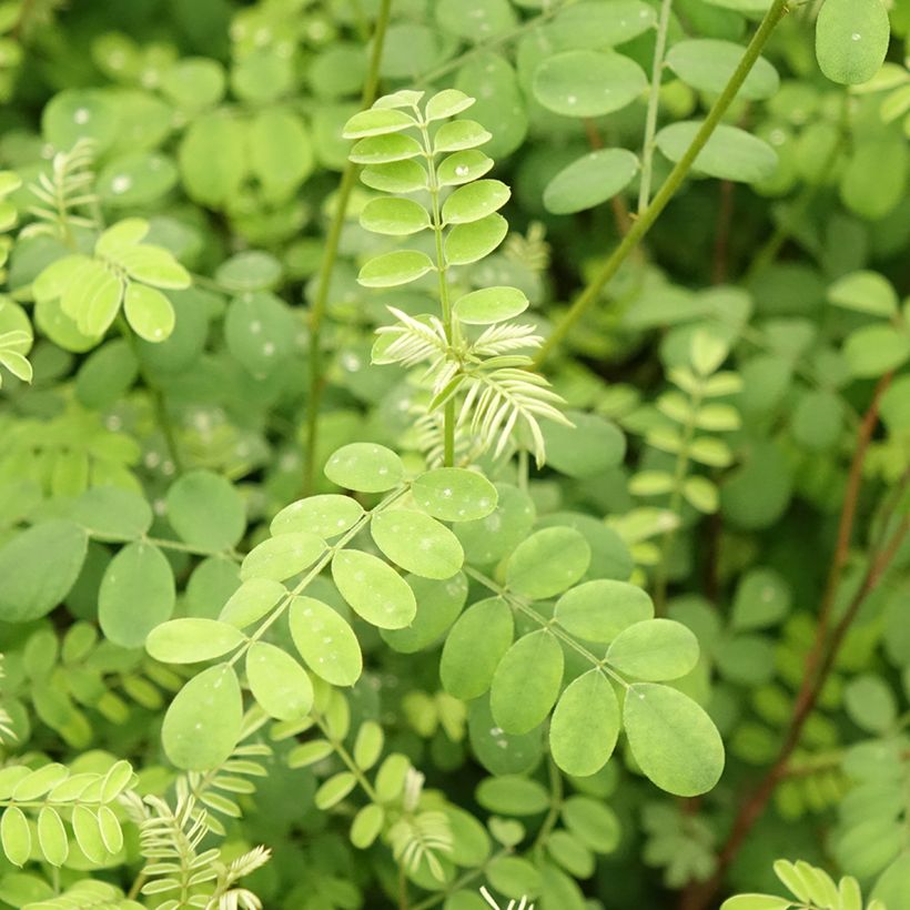 Indigofera heterantha - Himalaya -Indigostrauch (Foliage)