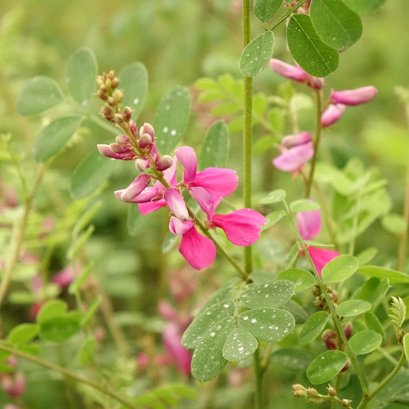 Indigofera heterantha - Himalaya -Indigostrauch (Flowering)