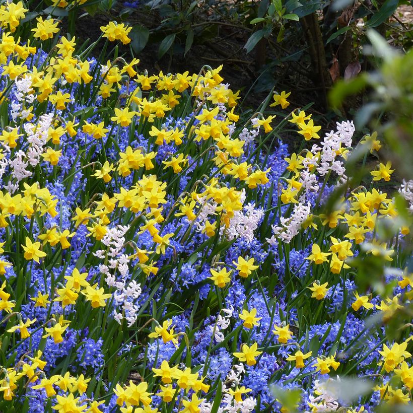 Inspiration für kleine Frühlingszwiebeln mit kontrastierender Blüte (Plant habit)