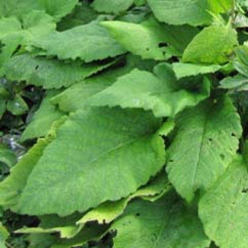 Inula magnifica - Hoher Alant (Foliage)