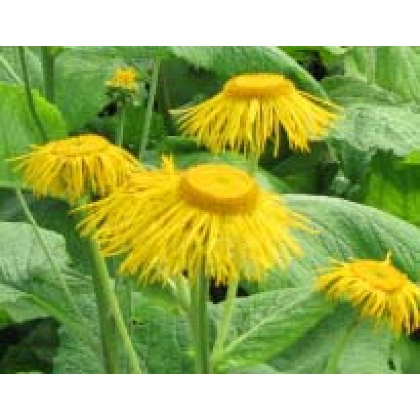 Inula magnifica - Hoher Alant (Flowering)