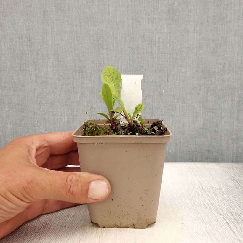 Exemplar von Inula orientalis - Orientalischer Alant Kleine Töpfe von 8/9 cm wie im Sommer geliefert