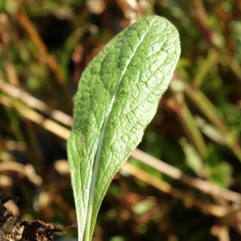 Inula orientalis - Orientalischer Alant (Foliage)