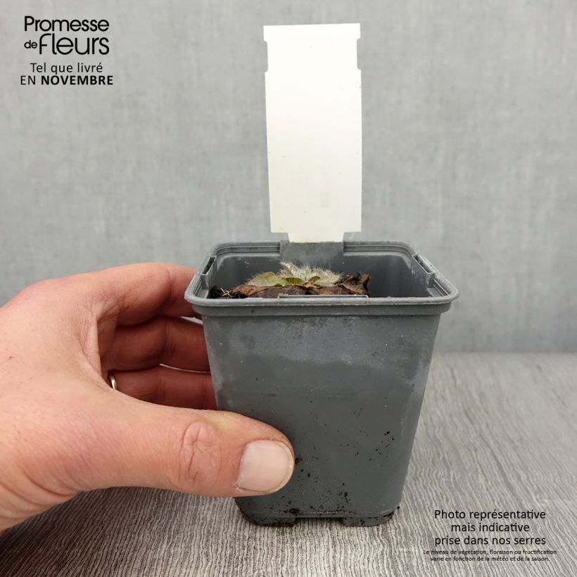 Example of Inula rhizocephala - Alant Kleine Töpfe von 8/9 cm as you get in automne