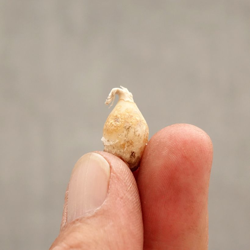 Exemplar von Ipheion uniflorum Charlotte Bishop - Frühlingsstern Zwiebel Kaliber/Größe I wie im Frühjahr geliefert