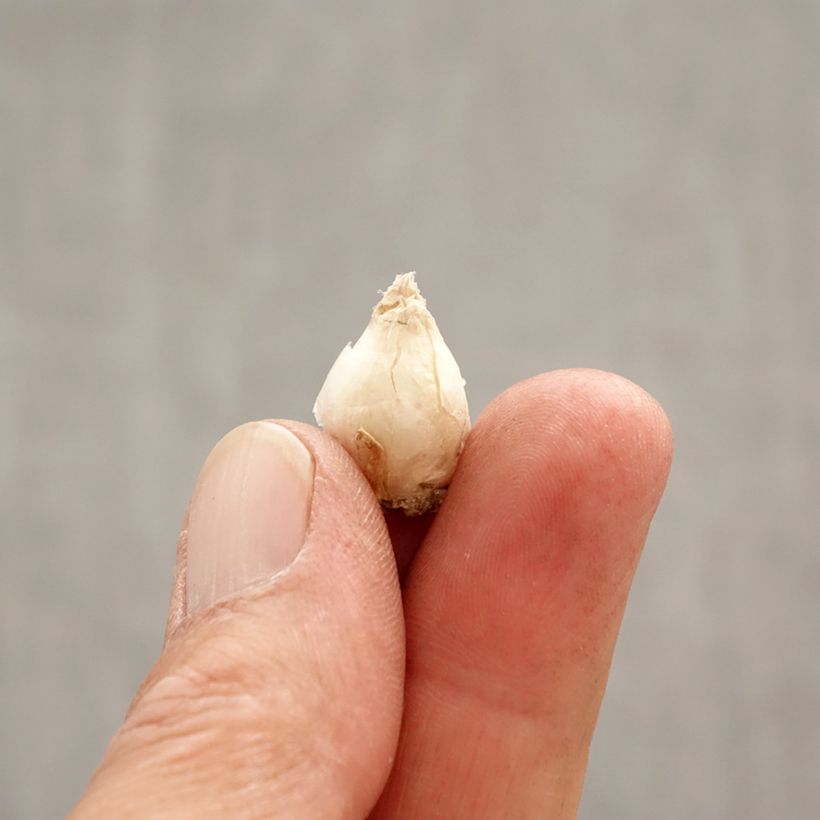 Exemplar von Ipheion uniflorum Jessie - Frühlingsstern Zwiebel Kaliber/Größe I wie im Frühjahr geliefert