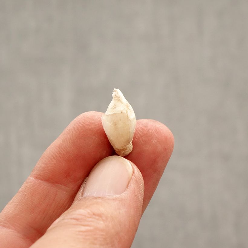 Exemplar von Ipheion uniflorum Tessa - Frühlingsstern Zwiebel Kaliber/Größe 4+ wie im Frühjahr geliefert