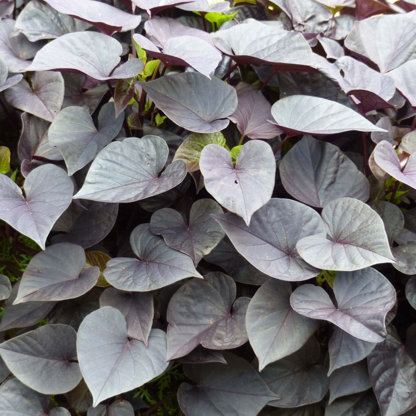 Zier-Süßkartoffel Jet Black - Ipomoea batatas (Foliage)