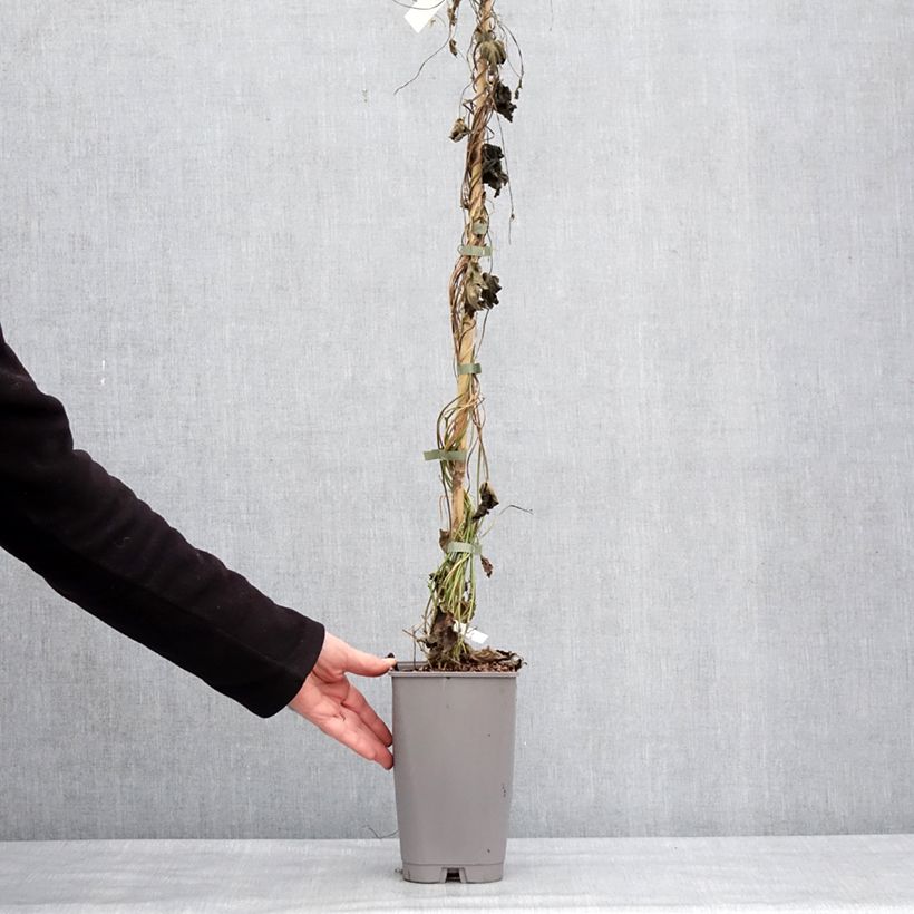Example of Ipomoea learii - Prunkwinde Topf mit 2L/3L as you get in hiver