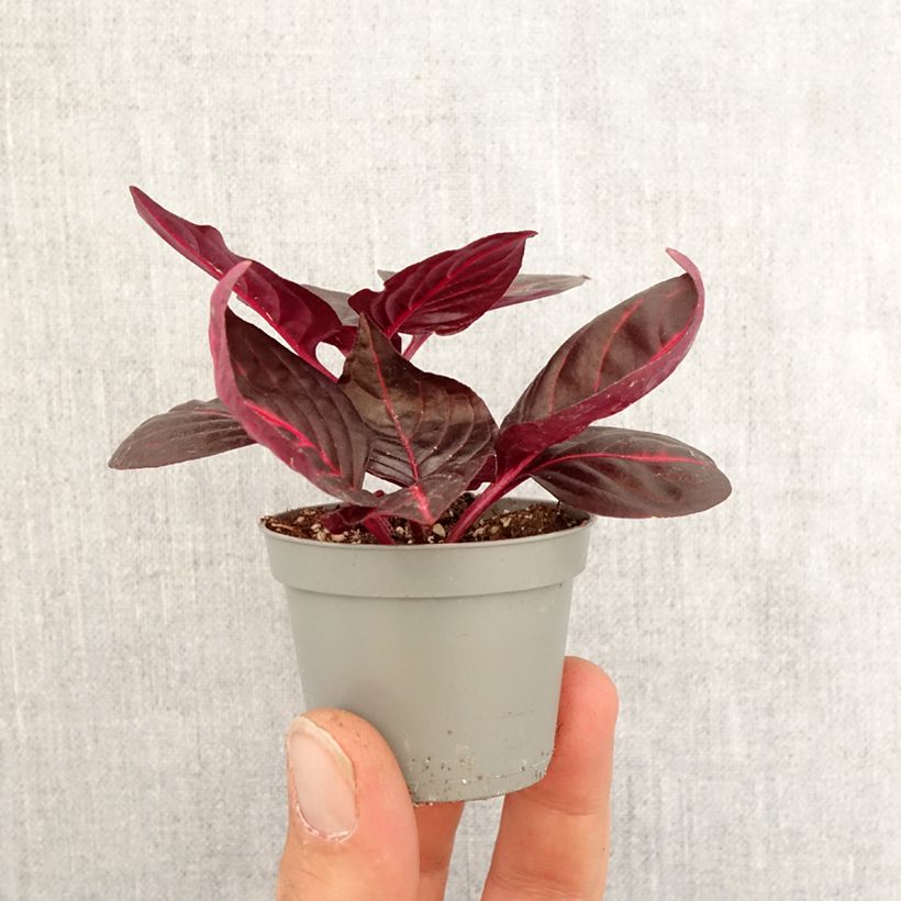 Example of Iresine herbstii Bloodleaf - Blutblatt Mini-plante as you get in printemps