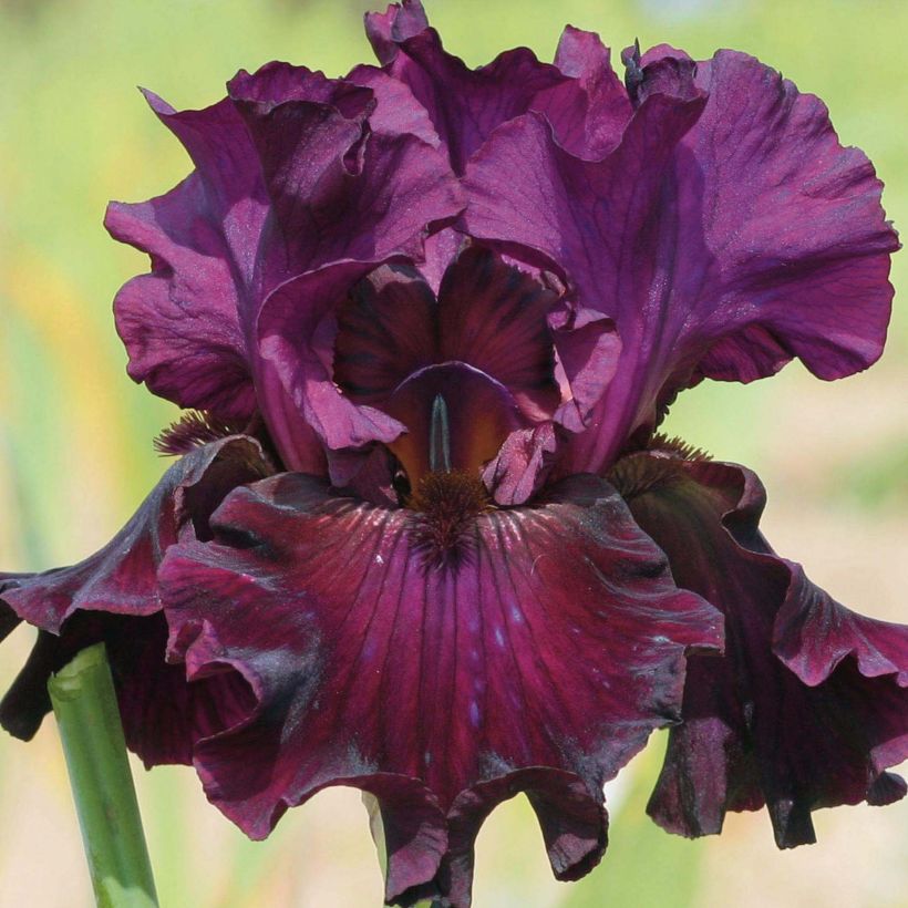 Iris Raspberry Wine - Schwertlilie (Flowering)