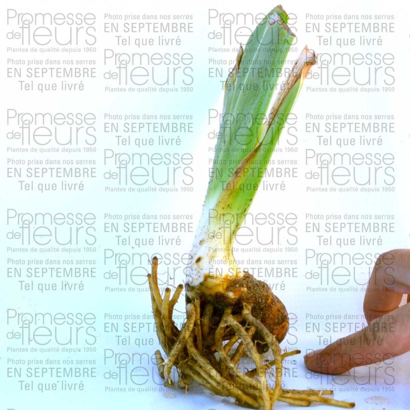 Example of Iris Raspberry Wine - Schwertlilie Kleine Töpfe von 8/9 cm as you get