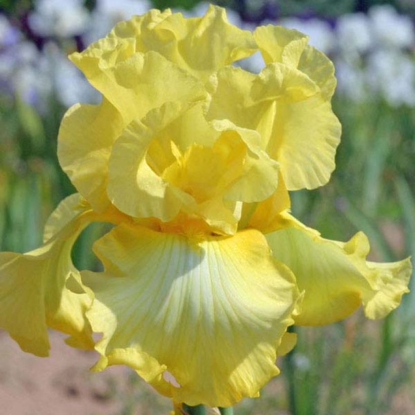 Iris Rising Moon - Schwertlilie (Flowering)