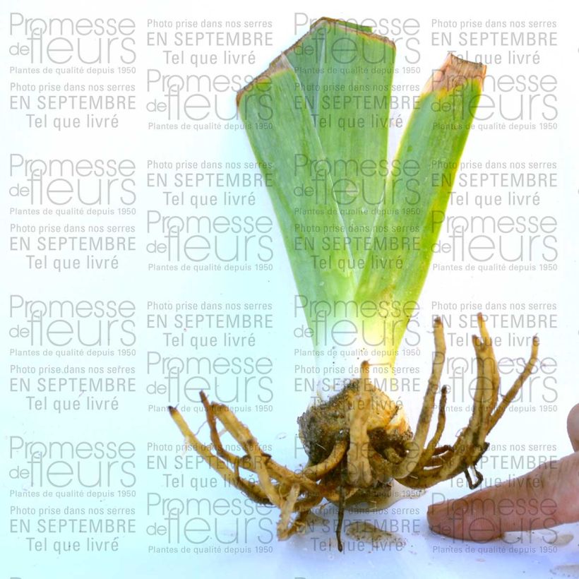 Example of Iris Rising Moon - Schwertlilie Kleine Töpfe von 8/9 cm as you get